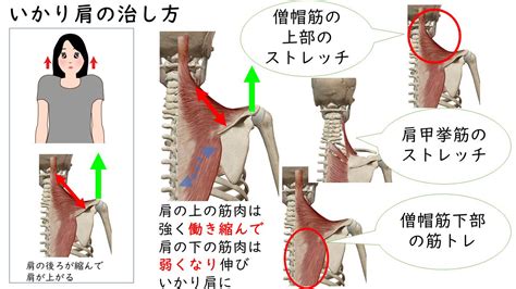 錨肩